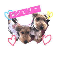 [LINEスタンプ] ウェルシュテリア シェリー