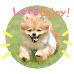 [LINEスタンプ] ポメラニアンのひな