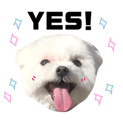 [LINEスタンプ] 家族で使える！マルチーズ＆マルシーズー