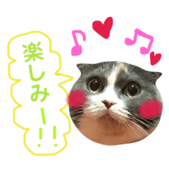 [LINEスタンプ] ねこのリリィ