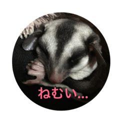 [LINEスタンプ] フクロモモンガのもんちゃん