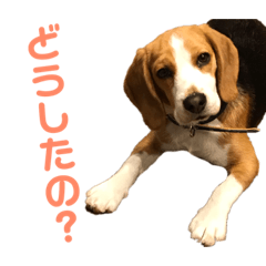 [LINEスタンプ] ビーグル＊ペロ