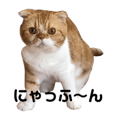 [LINEスタンプ] おとぼけ猫 写真 『きなこ』