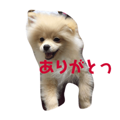 [LINEスタンプ] うちのつむぎちゃん