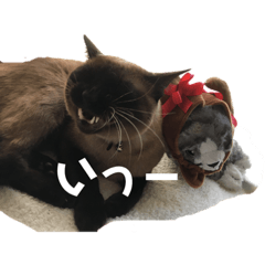 [LINEスタンプ] 福を招く招き猫