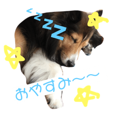 [LINEスタンプ] シェルティりぼんちゃん①