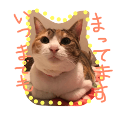 [LINEスタンプ] 三毛猫ひめ ❤️ NO4