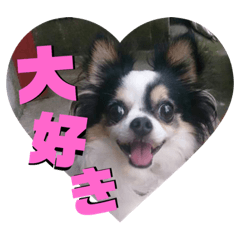 [LINEスタンプ] 白黒チワワのクロロ〜〜♡