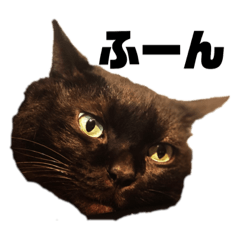 [LINEスタンプ] 黒猫ラックのユルい日々