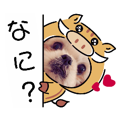 [LINEスタンプ] シーズー犬のハナちゃま