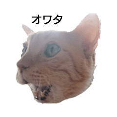 [LINEスタンプ] 顔猫スタンプシリーズ