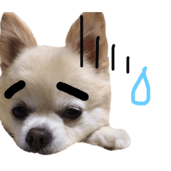 [LINEスタンプ] 佐藤家のくぅーちゃん第2弾