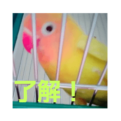 [LINEスタンプ] インコのサリー 2