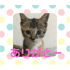 [LINEスタンプ] 甘えニャンコ達