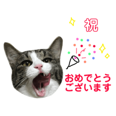 [LINEスタンプ] にゃこ麻呂スタンプ