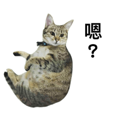 [LINEスタンプ] 猫QQ