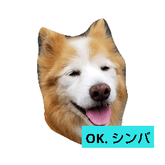 [LINEスタンプ] シンバちゃんの気持ち 2