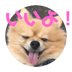 [LINEスタンプ] ポメラニアンハナちゃん2