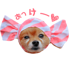 [LINEスタンプ] ポメラニアン『チクといっしょ。』