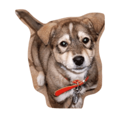 [LINEスタンプ] ランさんのスタンプ 