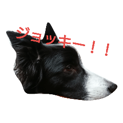 [LINEスタンプ] ジョッキーのスタンプ 