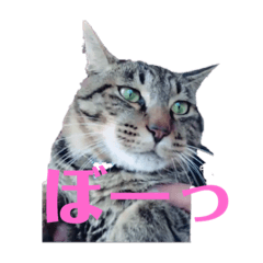 [LINEスタンプ] ペケにゃん♪ その3