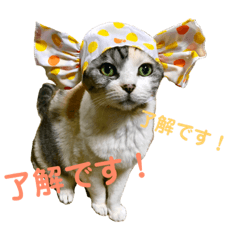 [LINEスタンプ] 三毛猫メルシー 