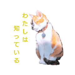 [LINEスタンプ] 我が家の愛猫 vol.2 