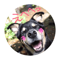[LINEスタンプ] 愛しのバボとルキ（mix犬とサルーキ） 