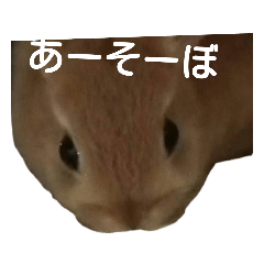 [LINEスタンプ] うさぎのナッツですぞー