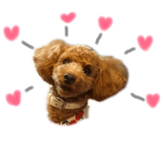 [LINEスタンプ] トイプードルうめちゃん③