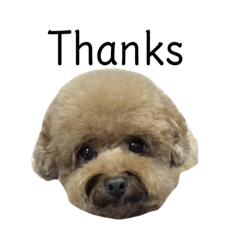 [LINEスタンプ] コヒーの面白いライフ- 