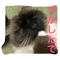 [LINEスタンプ] 関西弁 猫 スタンプ 第2弾