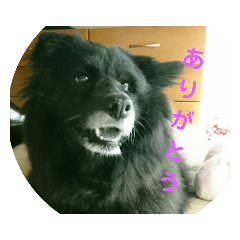 [LINEスタンプ] 甲斐犬の海里さん 