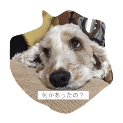 [LINEスタンプ] English cocker spanielのmouton #1 