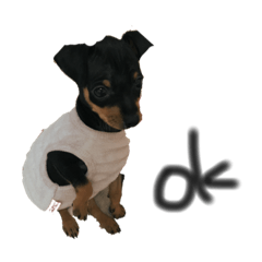 [LINEスタンプ] 愛犬【マロンくん】 
