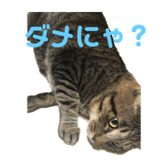 [LINEスタンプ] ペケにゃん♪4