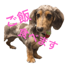 [LINEスタンプ] 愛犬くうちゃん fetchpriority=high