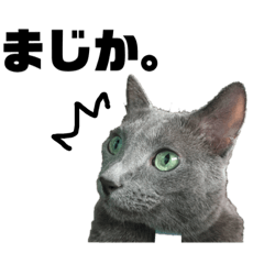 [LINEスタンプ] ロシアンブルー ヨハンの画像（メイン）