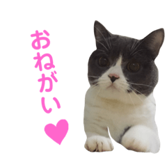 [LINEスタンプ] うちの子、小梅 ② 