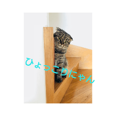 [LINEスタンプ] 私、こまちです。 
