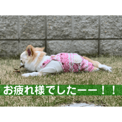 [LINEスタンプ] ぽよみの日常 その2