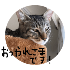 [LINEスタンプ] 我が家の猫ちゃんの一言スタンプ
