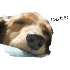 [LINEスタンプ] ミミちゃん犬
