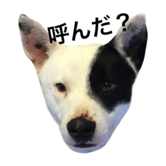 [LINEスタンプ] This is my dear pet, BECK stamp