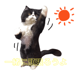 [LINEスタンプ] ハチワレ猫はんぞーくん日常スタンプ