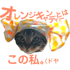 [LINEスタンプ] 日常で使ってほしいうちのにゃんこ達。