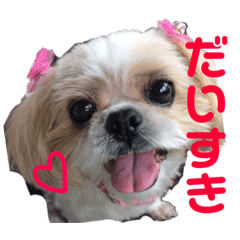 [LINEスタンプ] シーズーのちっぷちゃん