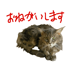 [LINEスタンプ] ねこに返事させる
