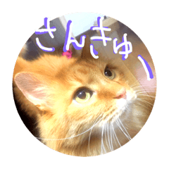 [LINEスタンプ] モジョのもじょもじょデイズ